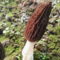 Cultivated Morel mushroom/dried morel/black morchella conica